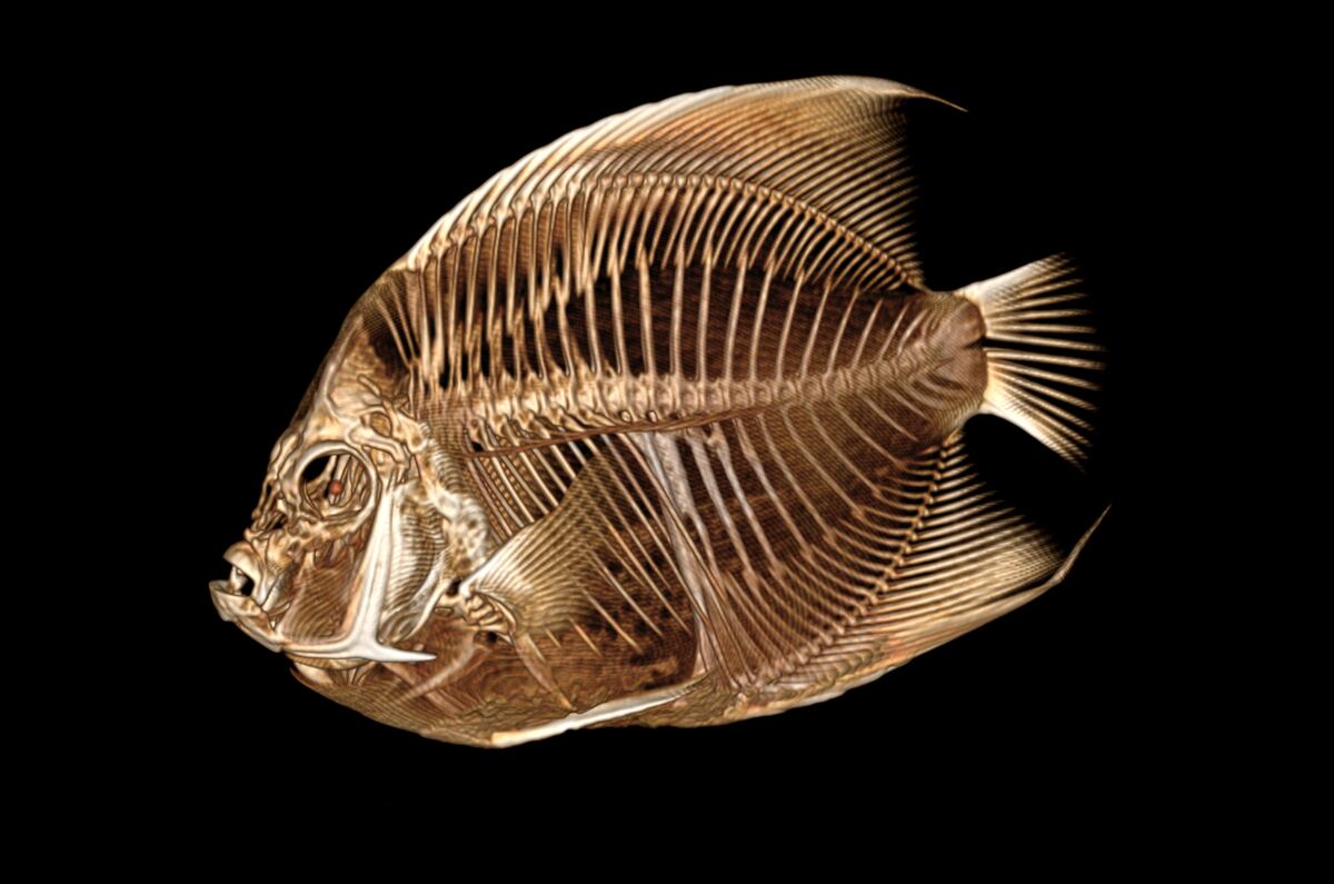 Fish Gets CT Scan at Denver Zoo