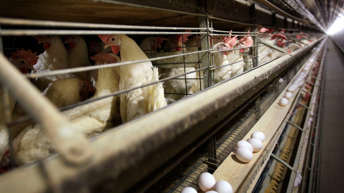 Bird Flu Taking Toll on Industry as 1.35M Chickens Will Be Killed on ...