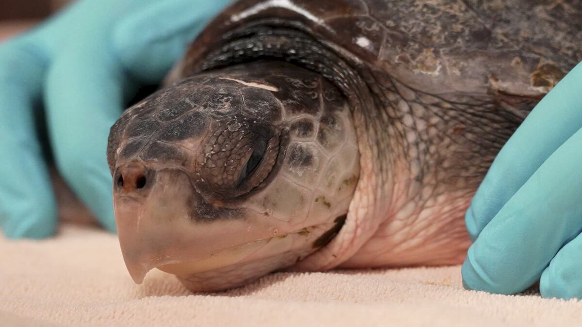 52 Endangered Sea Turtles Flown to Florida for Hypothermia Recovery