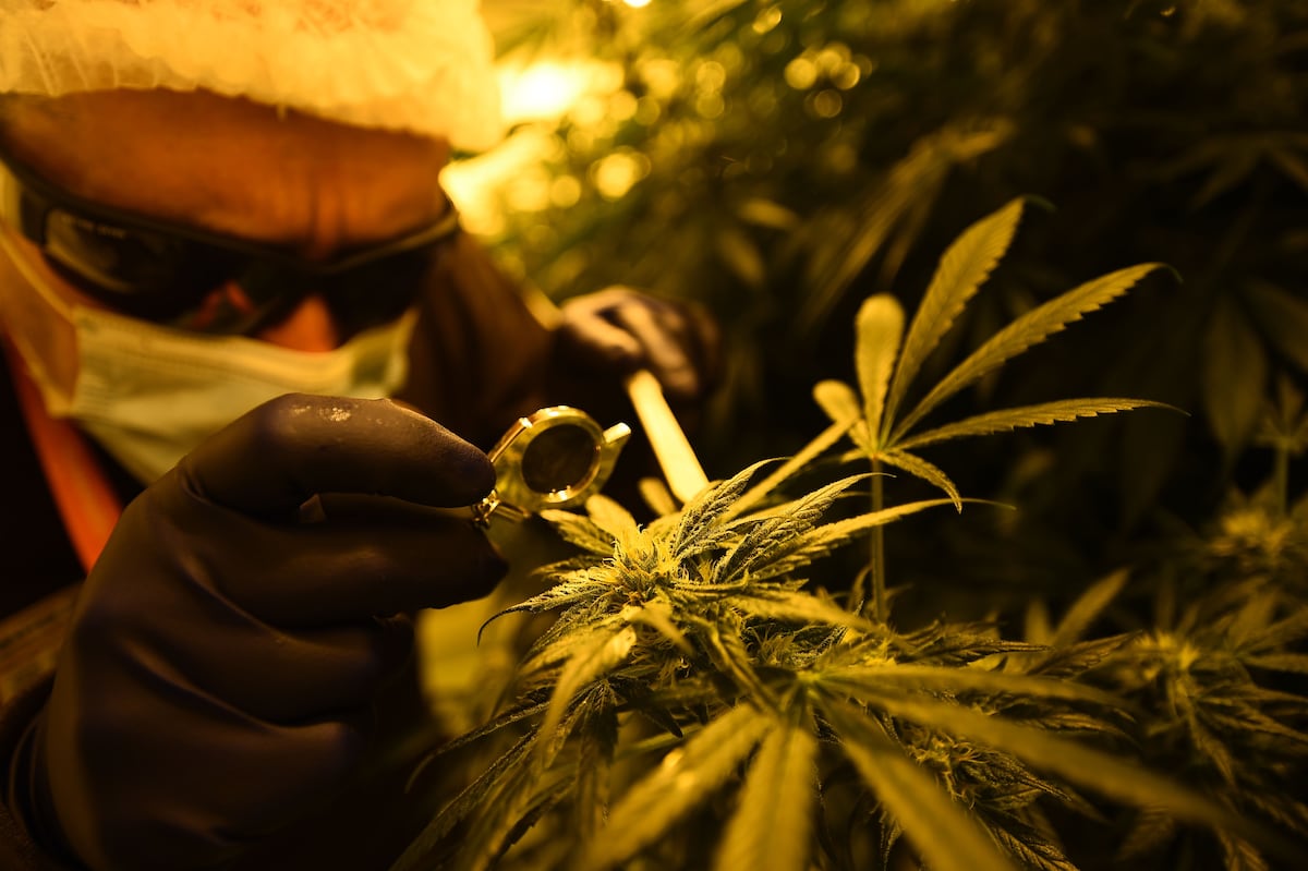雄心勃勃：意大利军队的目标是建立自给自足的大麻市场