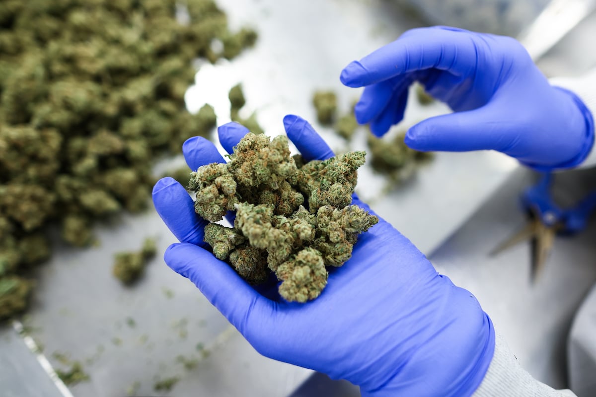 Trump order would allow more VA research on medical marijuana Trump order would allow more VA research on medical marijuana