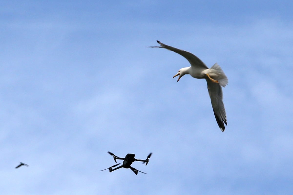 NextImg:Dutch radar firm Robin turns bird-spotting skills into drone defense