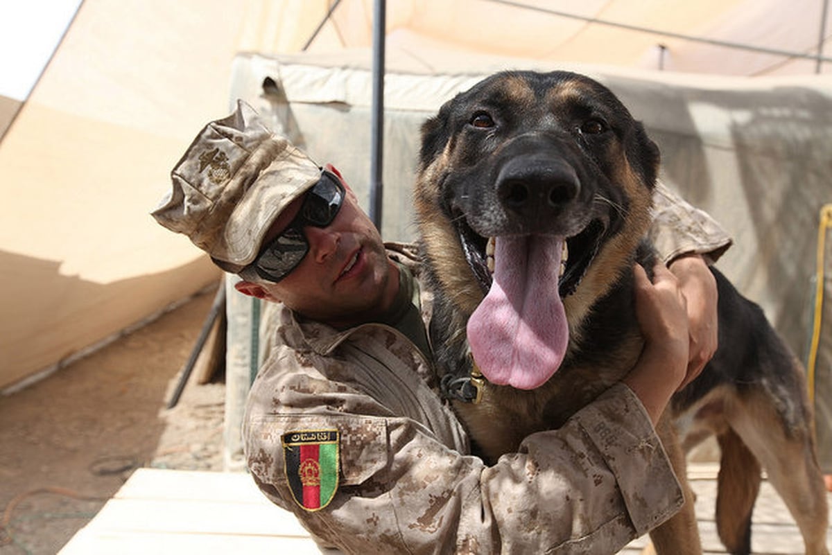 What It S Really Like To Be A Dog Handler In The Us Military
