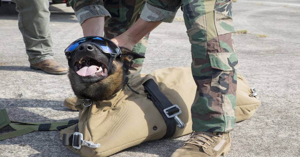 Army Rangers look to kit up their specially trained canines with