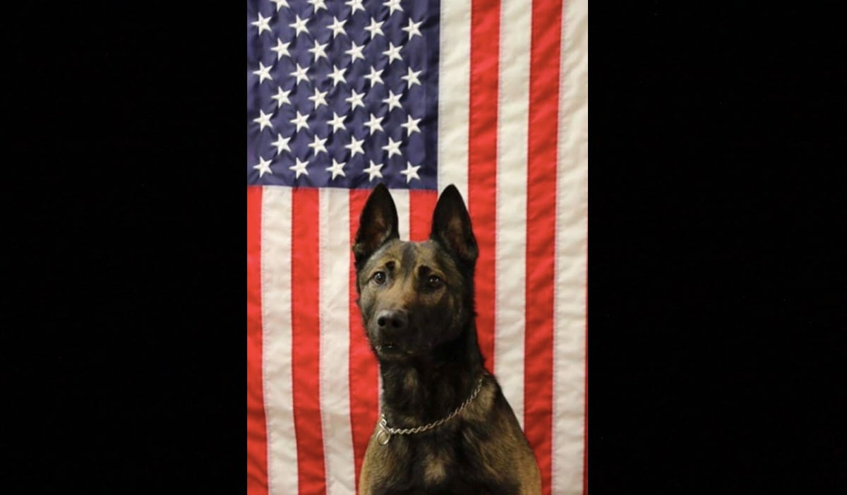 Maiko, protected his handler and Army team in Afghanistan when they came under attack,  dog, US Army Ranger, MWD,  